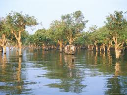 mangroves2